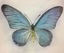 ペット・動物を透明水彩で描きます 透明水彩絵の具で特別な一枚をお描きします。 イメージ4