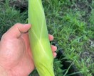 農薬等を使わない農法のご相談を承ります 水稲、小麦、野菜、鶏、日本ミツバチに取り組んでみませんか？ イメージ2