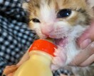 犬猫のお手入れの仕方、相対にのります 実務経験27年ベテラントリマーが相対にのります。 イメージ2