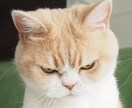 日常のストレスやイライラ愚痴などなんでも聞きます 日頃のストレスで疲れている、誰かに相談したいと思っている人 イメージ2