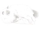色鉛筆で、写真からリアルな動物イラストを描きます ペット似顔絵に！リアル色鉛筆スケッチ画。商用利用・原画郵送可 イメージ8
