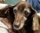 愛しいシニア犬の【飼養・介護】相談にのります 動物介護士・ドッグホテルオーナーが知識と経験で寄り添います イメージ5