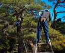写真から剪定の切り方を提案します 木の状態を見て切り方を伝えます イメージ1