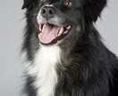 愛犬の写真をリアルなフィギア画像に変換します SNS映え抜群！うちの子だけの超リアル3Dアート イメージ4