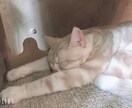 現役女子大生があなたに寄り添います 抱え込まないでください。肩の力を抜いて、こっちおいで？ イメージ3