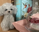 愛犬家さんにピッタリな可愛いわんちゃん作ります 愛犬の特徴に似せた世界でたった一つのお人形 イメージ4