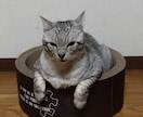 愛犬愛猫ちゃんの写真から可愛いイラストにします 愛犬愛猫を可愛いイラストにします！ イメージ6