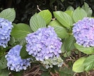 溜まってるもの吐き出してください。聞きます 雑談でも相談でも、お気軽にどうぞ。 イメージ1