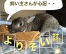 ペットが病気で心配で眠れない。お話し聞きます ペットが心配で夜眠れない。。そんな時に連絡ください。 イメージ1