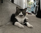 猫の素材写真を提供します ねこの日常の写真を撮影しています。三毛猫、白猫など イメージ7