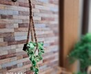 ミニチュア観葉植物販売します ドールハウスサイズのハンギングミニチュアポトス イメージ5