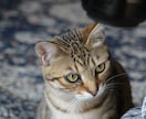 SNS用の自然や猫の写真素材を販売します SNS投稿・アイコンに使えるオリジナル写真をお届けします。 イメージ4
