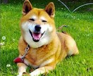 動物、ペットのイラストをゆるく描きます ゆるゆるな絵、自分のペットをイラストに イメージ2
