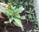 お好きな植物を育て＆弱った植物を再生します 先ずはチャットでご相談ください イメージ2