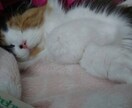 数々のやらかし女が全ての女性を輝かせます 毒親育ち拗らせ女だからこそ、等身大の飾らない会話が魅力 イメージ3