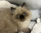 現役店長がペットのしつけや相談事など承ります 現役店長がワンちゃん猫ちゃんについて全力でサポートします！ イメージ2