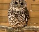 小動物、爬虫類、猛禽類などの飼育相談承ります 某個人営業の動物園での勤務経験から飼育のお悩み解決に導きます イメージ6