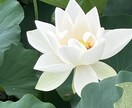 幸せと豊かさへの扉を開きます 500人引いてきました願った以上の現実が起こり始めます イメージ1