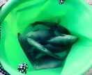 海釣りを始めたい方釣り方教えます 釣りを始めたい方必見！しっかりレクチャー！ イメージ1