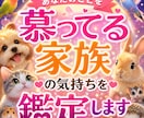 あなたを慕う家族の本音をお届けいたします 虹の橋の子も鑑定可能あの子の想い、心の声を丁寧にお届けします イメージ1