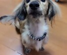 ペットのしつけ相談承ります ペット看護師とペットセラピストの資格あります。 イメージ2