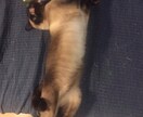 ペットにおすすめ！ビデオからイラストを描きます 動物園や道で見つけた可愛い／面白い動物の動画を一枚の静止画に イメージ9