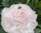 あなたの恋愛の悩み解決します モテモテ女子、モテモテ男子になり薔薇色人生getしましょう イメージ3