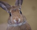 うさぎの飼い方・お世話の仕方を教えます 【選び方、飼い方、費用についてご興味のある方向け】 イメージ1