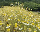 あなたのモヤモヤを丁寧に聞きます 話して軽くなりませんか？私がお聴きします！ イメージ2