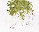 愛らしいお花の絵を描きます 絵の具で描く、繊細でやさしい心温まるお花の絵。 イメージ9