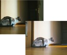 4枚1000円★暗い写真を明るくします 撮った写真を明るくしたい！そんな困ったをお手伝いします！ イメージ4