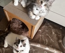 猫飼いオタクの気まぐれに占います 猫飼いオタクの当たるも八卦的な易経占い イメージ1
