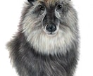 色鉛筆画★大切なペット・動物のイラストを描きます 動物を描き続けて10年以上　色鉛筆で動物の魅力を表現します！ イメージ9
