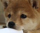 まずはお試し感覚で♪あなたのお話聴きます 優しい声で丁寧にあなたのお話に寄り添います イメージ2