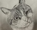 鉛筆画でペットのリアル似顔絵を手描きで作成致します 犬・猫を鉛筆で細部まで丁寧に描きます！ イメージ10