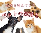 どう思ってる？ペットちゃんの心の声を聴きます あなたの想いとペットちゃんの想いを繋ぎ、心の絆を深める鑑定 イメージ1