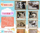 野良猫に関しての色々なお悩みをお聞きいたします 野良猫の保護、里親様探し、不妊手術、多頭飼育での賃貸物件探し イメージ1