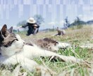 話してみたら軽くなる！あなたの心を癒します 自分でも気づかない、意外なホンネが顔を出すかもしれません イメージ5