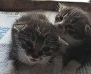 つらい気持ち、悲しみから愚痴まで何でも聴きます 話してスッキリ、お悩みごとの改善に尽力します。お気軽にどうぞ イメージ1