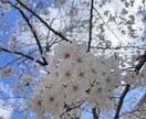 どんな話もお聞きします これも何かのご縁…私と話しませんか？(*´꒳`*) イメージ8