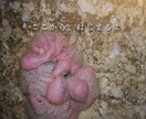 あなたの愛鳥オーラを画像にします 鳥のオーラにも、飼い主様へのメッセージが隠されています イメージ6