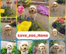 愛犬、愛猫の写真や動画を可愛く編集します 最高の思い出の一枚を残すために イメージ5
