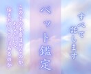ペットの気持ちと魂のメッセージを霊視します 今感じていること・伝えたい想い・関係性の深層まで読み解きます イメージ1