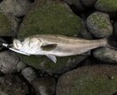 淡路島、明石、和歌山の釣りポイント教えます 関西近郊の釣りポイント教えます青物、スズキ、ヒラスズキ等 イメージ6