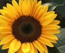 初夏の花の写真を10枚セットで提供します 鮮やかで儚い色に心を委ねてみてください イメージ2