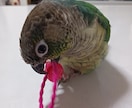 あなたのペットのお悩み解決します 今、一番して欲しいことは? 話せないペットに聞きます。 イメージ6