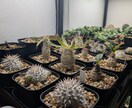 葉が落ちる・動かない植物を写真で一緒に整理します 【写真OK｜塊根・ビカク・アガベ対応｜原因を整理したい方】 イメージ4