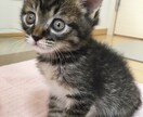 タロットセッション❀夫婦や親子の悩みに寄り添います ご家庭の悩みを優しくサポート/傾聴×対話で心を整える/保健師 イメージ7