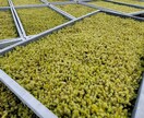 苔の育て方教えます 苔農家直伝！苔の悩み相談してください イメージ2