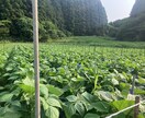 有機農業に興味のある方の就農相談、栽培相談をします 就農４年で売上2500万円越えの有機農家が相談に乗ります。 イメージ8